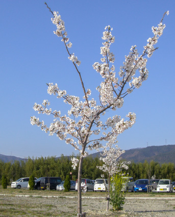 満開の桜